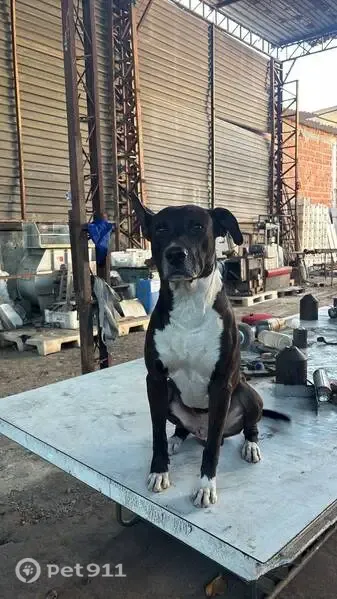 Foto de cachorro perdido em Rio de Janeiro