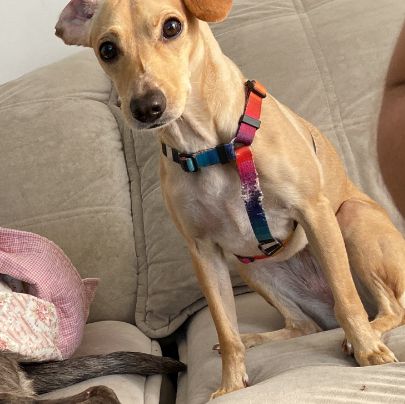 Foto de Nala perdido em Duque de Caxias