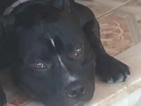 Foto de Spike para doação adocao em Rio de Janeiro
