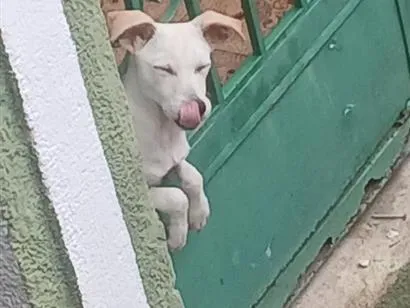 Foto de yuri para doação adocao em Barra Mansa