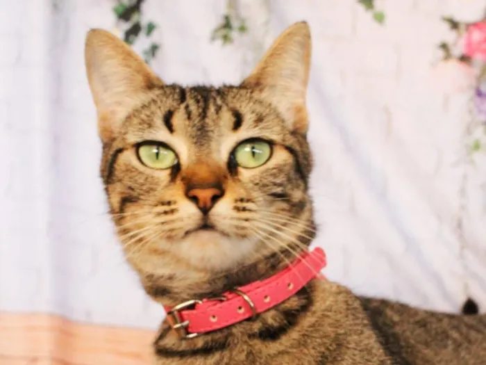 Foto de Gatos e Gatas Amy para doação adocao em Rio de Janeiro