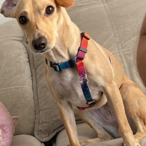 Foto de Nala perdido em Duque de Caxias