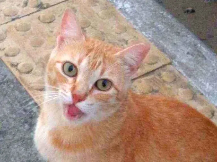 Foto de Loirinha perdido em Natal