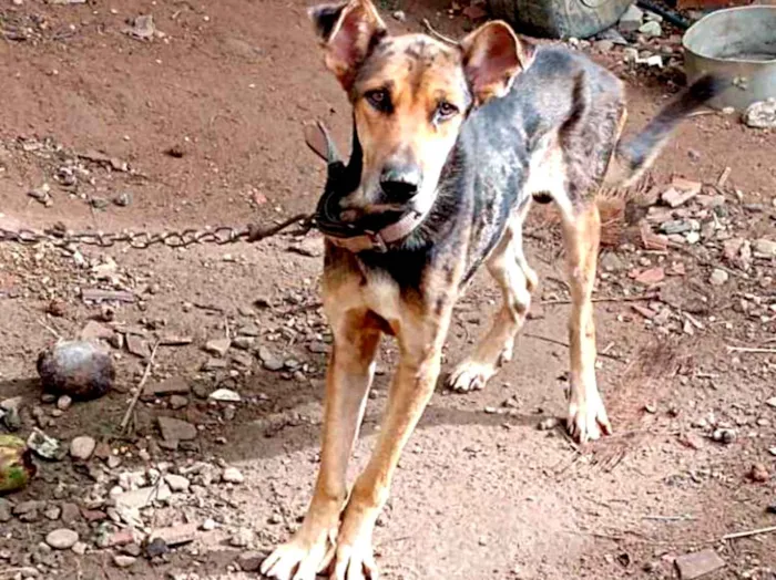 Foto de Lobo para doação adocao em Ceará-Mirim