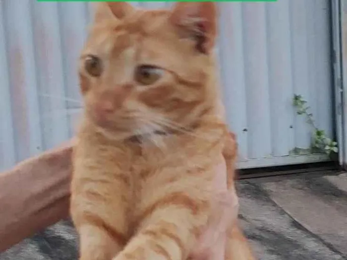 Foto de Yoshi perdido em Natal