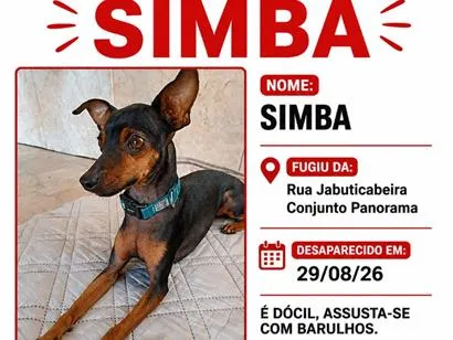 Foto de Simba perdido em Natal