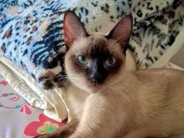 Foto de Nina perdido em Porto Velho