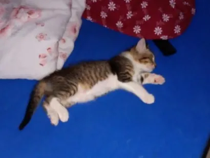 Foto de não tem perdido em Porto Velho