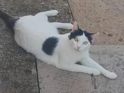Foto de Gatos e Gatas Ganesha coleira amarela Perdidos perdido em Porto Velho
