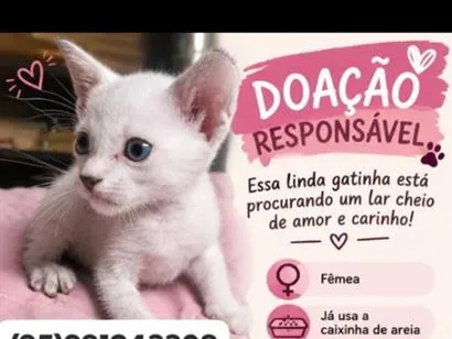 Foto de fúria da luz e Nescau para doação adocao em Boa Vista