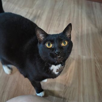 Foto de Preta perdido em Porto Alegre