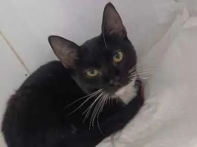 Foto de Frajola perdido em Santa Maria