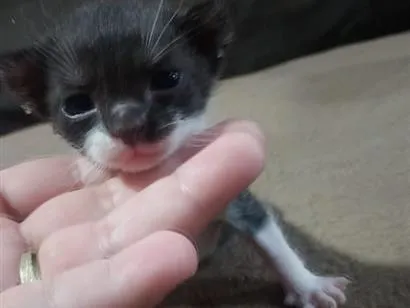 Foto de Gatos e Gatas Filhote frajola para doação adocao em Porto Alegre