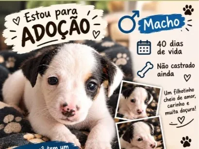 Foto de não tem nome ainda no momento para doação adocao em Novo Hamburgo
