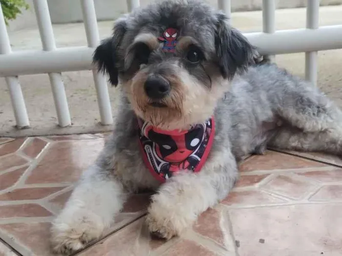 Foto de Benjamim para doação adocao em Gravataí