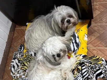 Foto de Cachorros e Cadelas Fred e Amora para doação adocao em Igrejinha