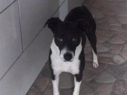 Foto de Coca perdido em Gravataí