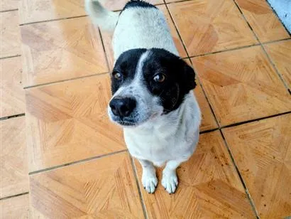 Foto de Doguinho para doação adocao em Campo Bom