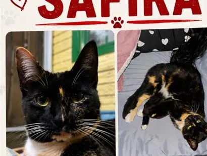 Foto de Safira perdido em Gravataí