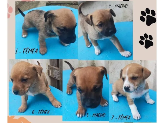 Foto de Cachorros e Cadelas sete cachorrinhos para doação adocao em São Leopoldo