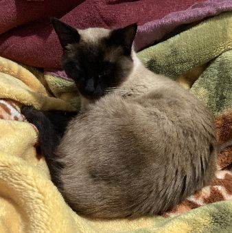 Foto de Charlotte perdido em Santa Rosa