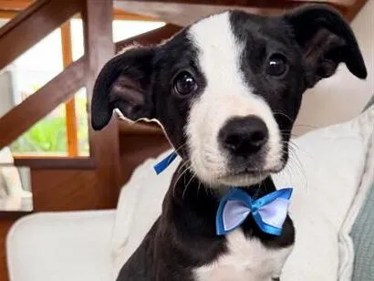 Foto de Cachorros e Cadelas Thor para doação adocao em Novo Hamburgo