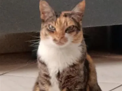 Foto de Chitara perdido em Sapucaia do Sul