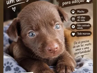 Foto de não tem nome no momento ainda para doação adocao em Novo Hamburgo