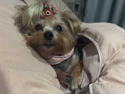 Foto de Lua perdido em Porto Alegre