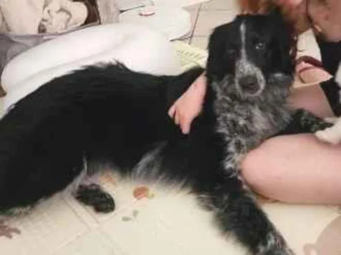 Foto de Cookie perdido em Cachoeirinha