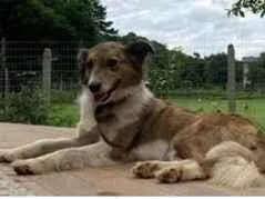 Foto de Cacau perdido em Ivoti