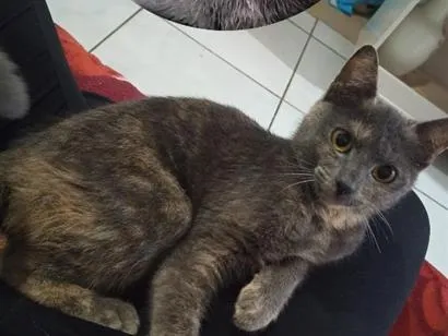 Foto de Amora perdido em Cruz Alta