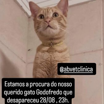 Foto de gato perdido em Porto Alegre