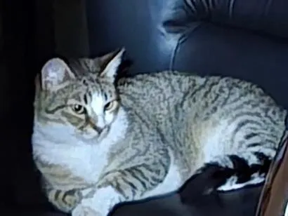 Foto de Miu perdido em Portão