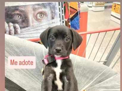 Foto de Pantera para doação adocao em Cachoeirinha