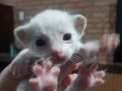Foto de Gatos e Gatas Filhote Branco para doação adocao em Porto Alegre