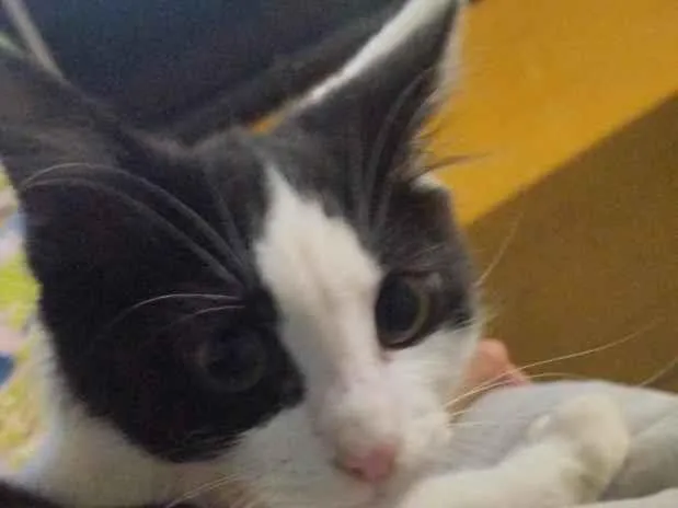 Foto de Baky perdido em Mato Leitão