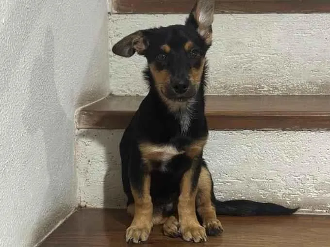 Foto de Theo para doação adocao em Gravataí