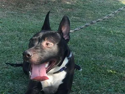 Foto de Theo para doação adocao em São Leopoldo