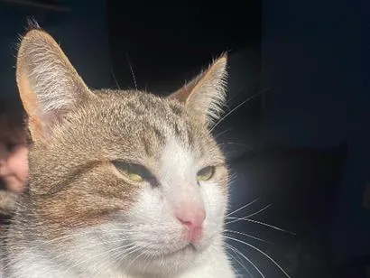 Foto de Tigre perdido em Cachoeirinha