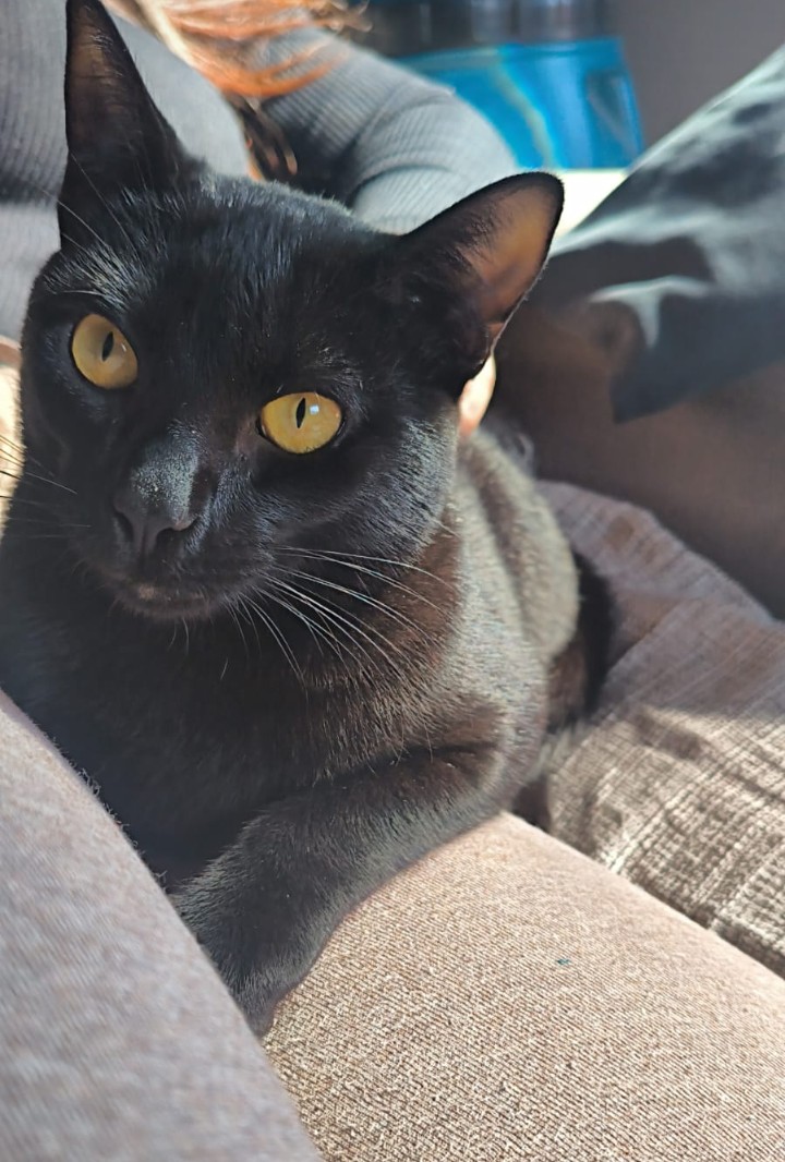 Foto de Enzo perdido em Porto Alegre