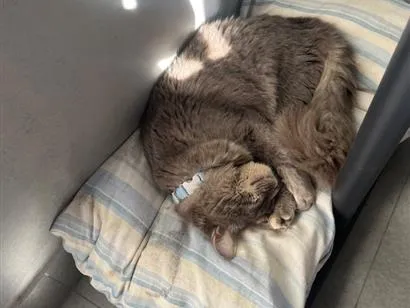 Foto de Apolo perdido em Itajaí