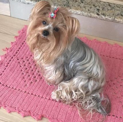Foto de Lola perdido em Guaramirim