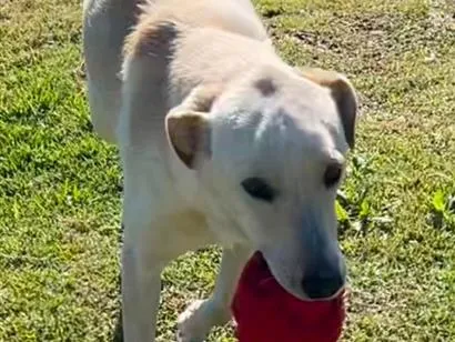 Foto de CANJICA perdido em Florianópolis