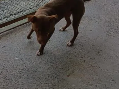 Foto de Maggie para doação adocao em Blumenau