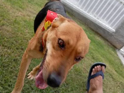 Foto de Dora para doação adocao em Indaial