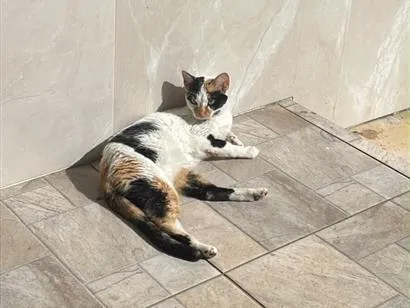 Foto de Mimi para doação adocao em Balneário Camboriú
