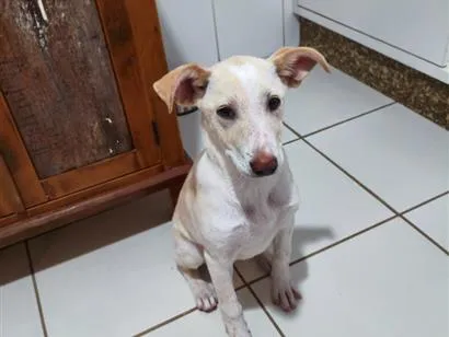 Foto de Aria para doação adocao em Barra Velha