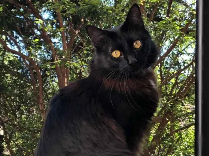 Foto de Tiana perdido em Timbó
