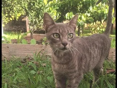 Foto de Gatos e Gatas beli para doação adocao em Rio do Sul